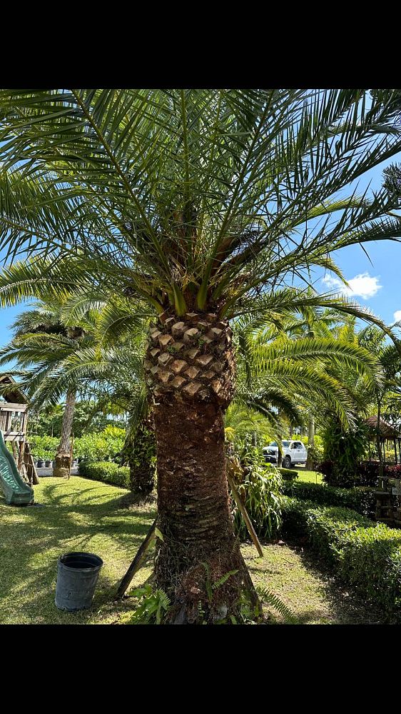 phoenix-canariensis-canary-island-date-palm-pineapple-palm
