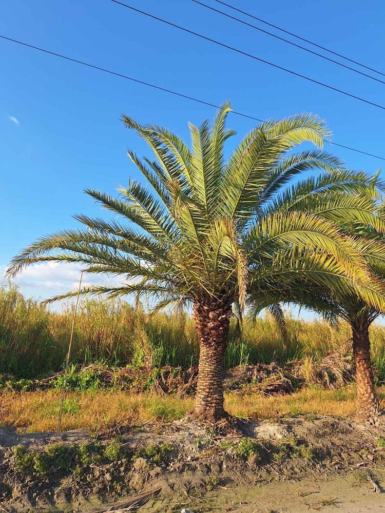 phoenix-canariensis-canary-island-date-palm-pineapple-palm