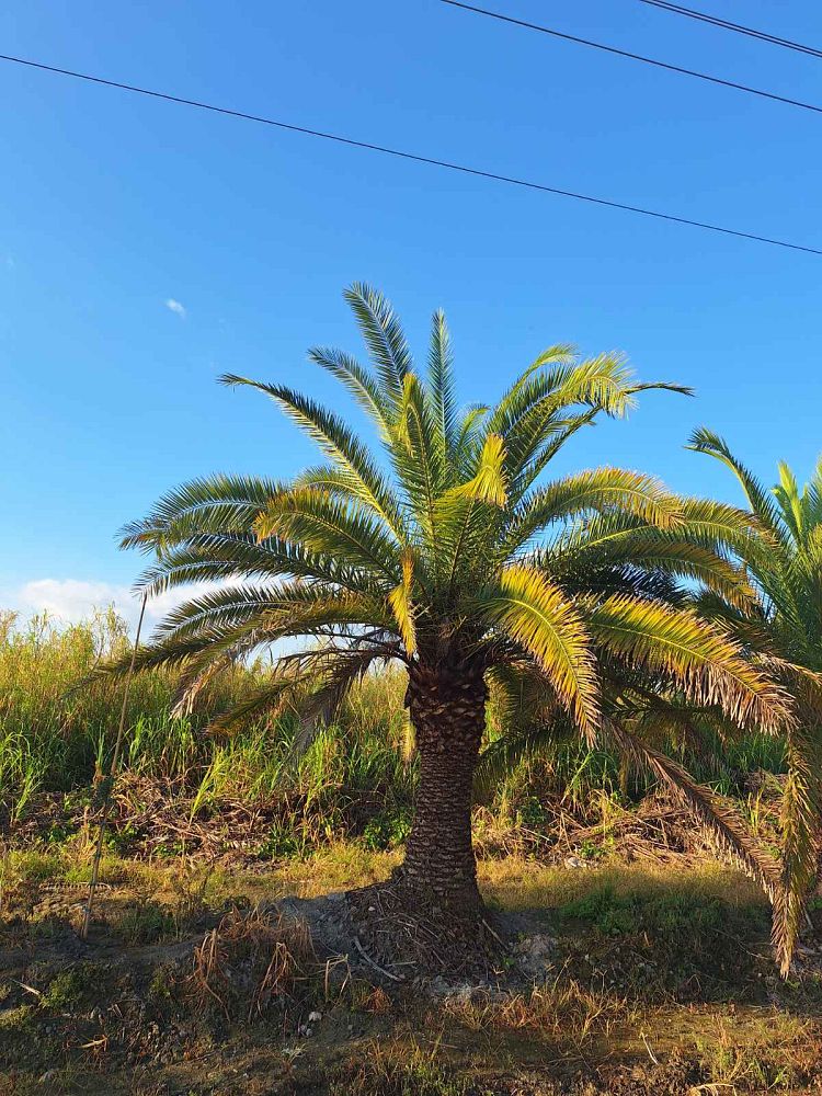 phoenix-canariensis-canary-island-date-palm-pineapple-palm