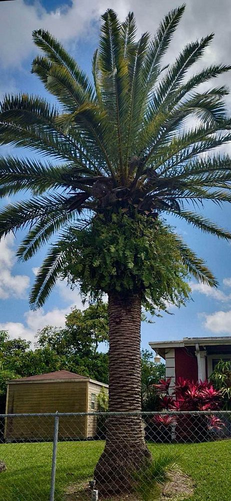 phoenix-canariensis-canary-island-date-palm-pineapple-palm