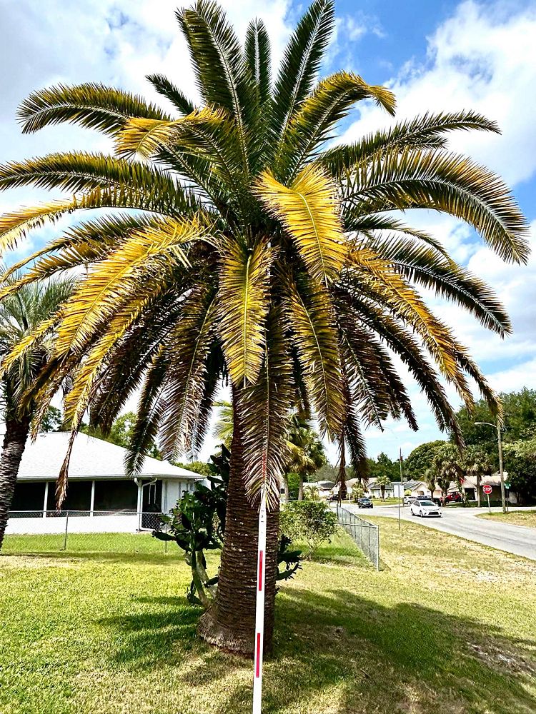phoenix-canariensis-canary-island-date-palm-pineapple-palm