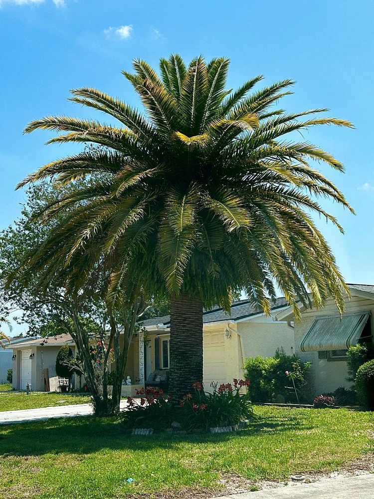 phoenix-canariensis-canary-island-date-palm-pineapple-palm