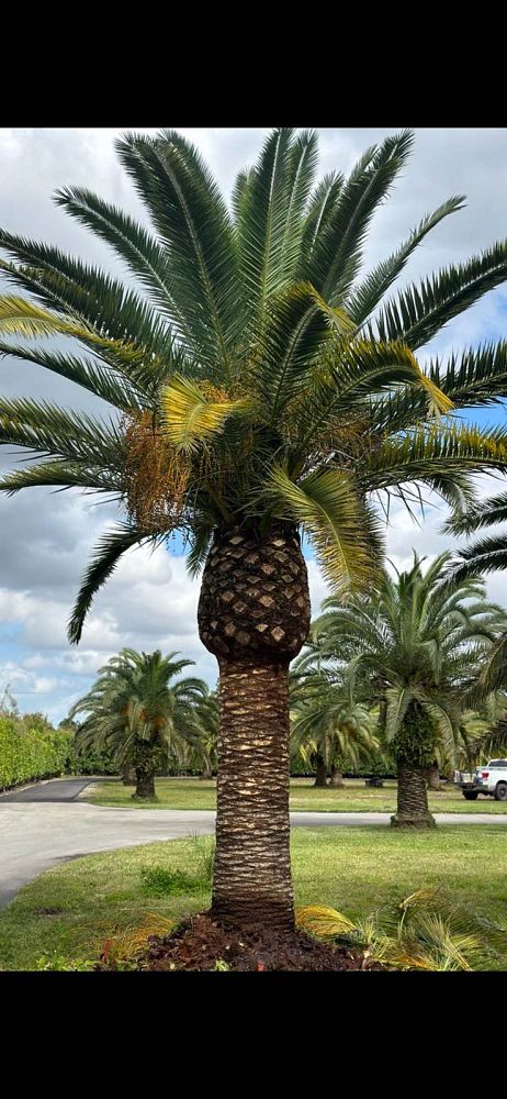 phoenix-canariensis-canary-island-date-palm-pineapple-palm
