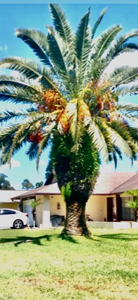 phoenix-canariensis-canary-island-date-palm-pineapple-palm