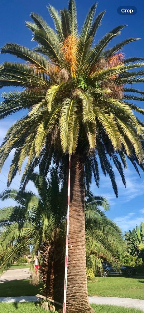 phoenix-canariensis-canary-island-date-palm-pineapple-palm