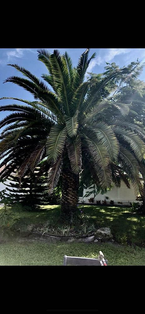 phoenix-canariensis-canary-island-date-palm-pineapple-palm