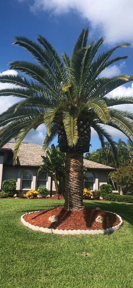 phoenix-canariensis-canary-island-date-palm-pineapple-palm