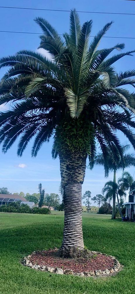 phoenix-canariensis-canary-island-date-palm-pineapple-palm