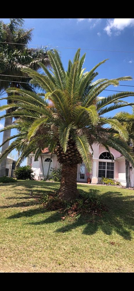 phoenix-canariensis-canary-island-date-palm-pineapple-palm