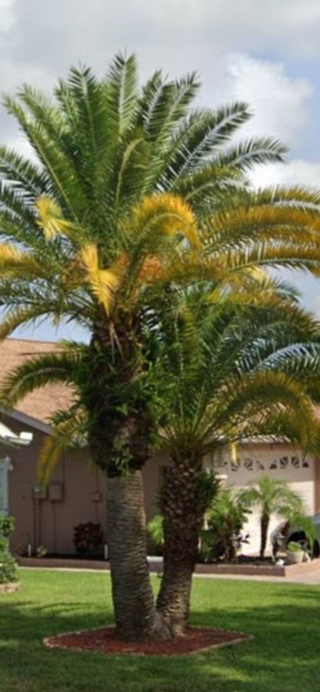 phoenix-canariensis-canary-island-date-palm-pineapple-palm