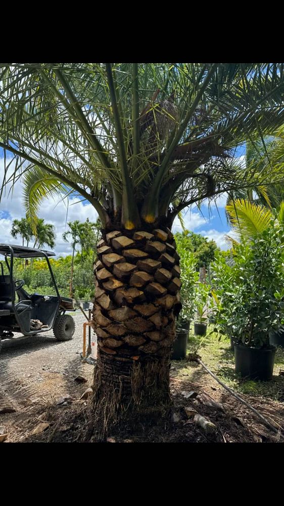 phoenix-canariensis-canary-island-date-palm-pineapple-palm