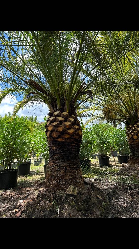 phoenix-canariensis-canary-island-date-palm-pineapple-palm