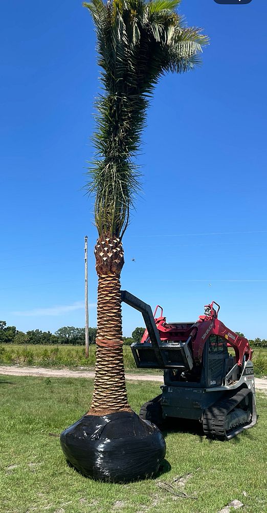 phoenix-canariensis-canary-island-date-palm-pineapple-palm