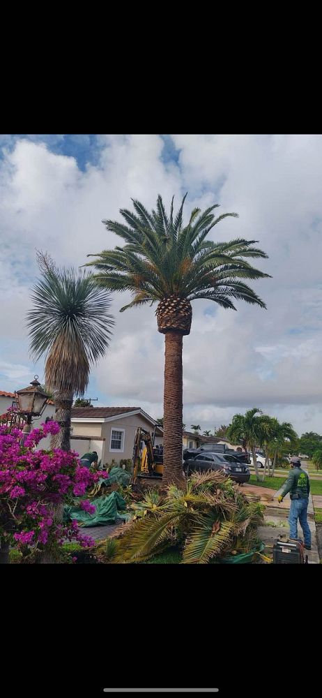 phoenix-canariensis-canary-island-date-palm-pineapple-palm