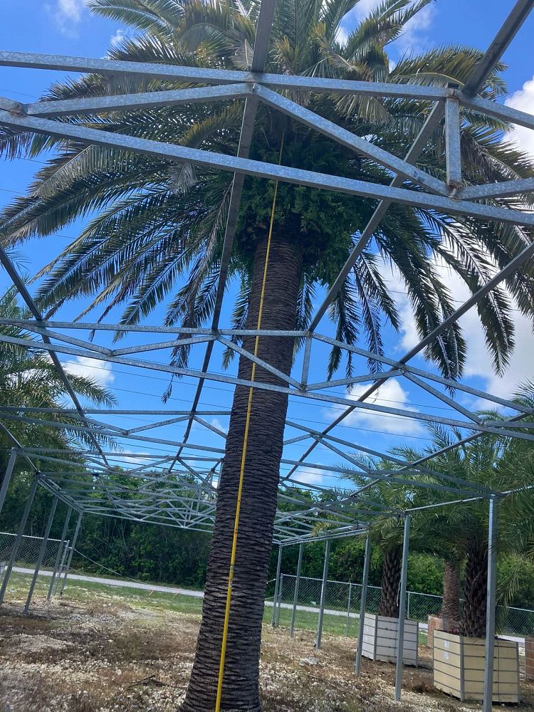 phoenix-canariensis-canary-island-date-palm-pineapple-palm