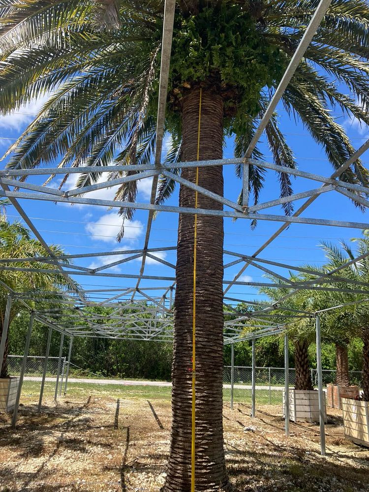 phoenix-canariensis-canary-island-date-palm-pineapple-palm