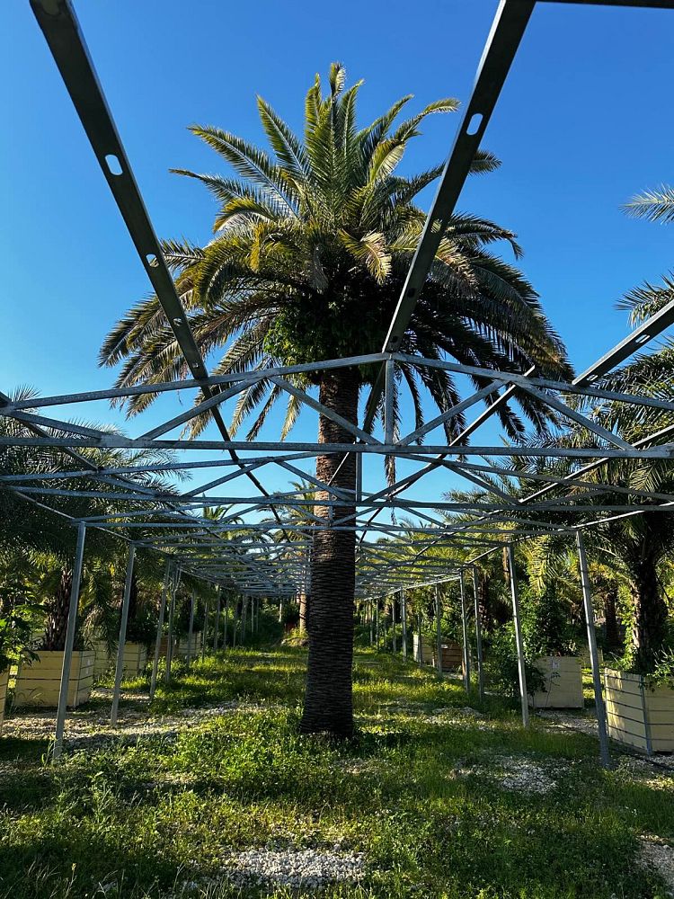 phoenix-canariensis-canary-island-date-palm-pineapple-palm