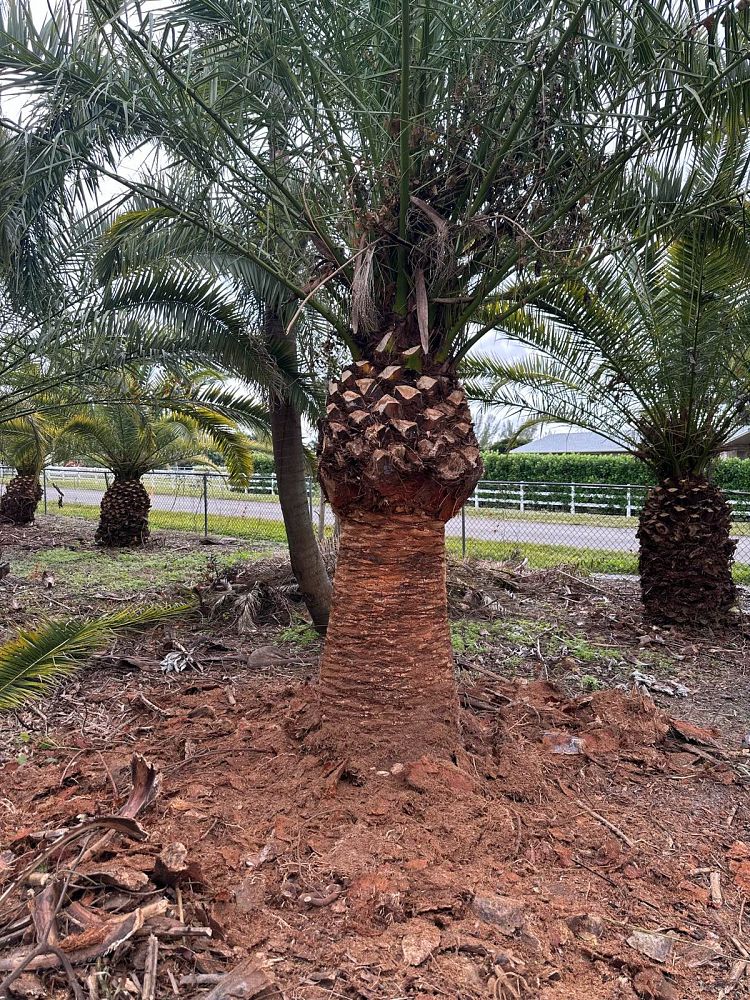 phoenix-canariensis-canary-island-date-palm-pineapple-palm
