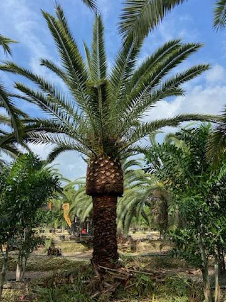 phoenix-canariensis-canary-island-date-palm-pineapple-palm