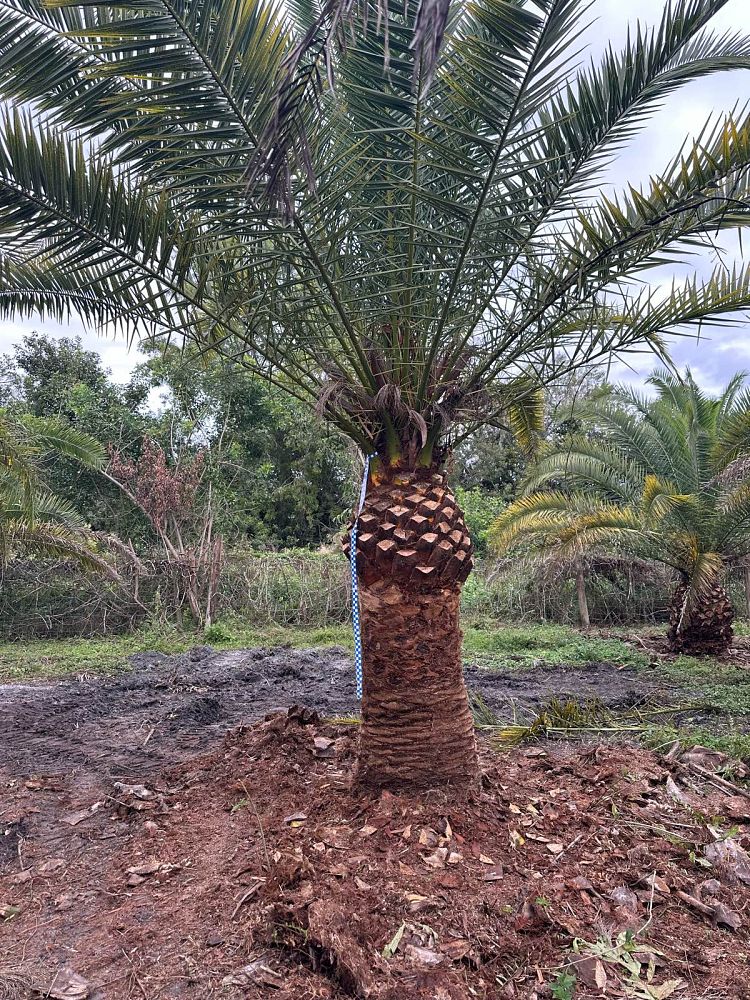 phoenix-canariensis-canary-island-date-palm-pineapple-palm