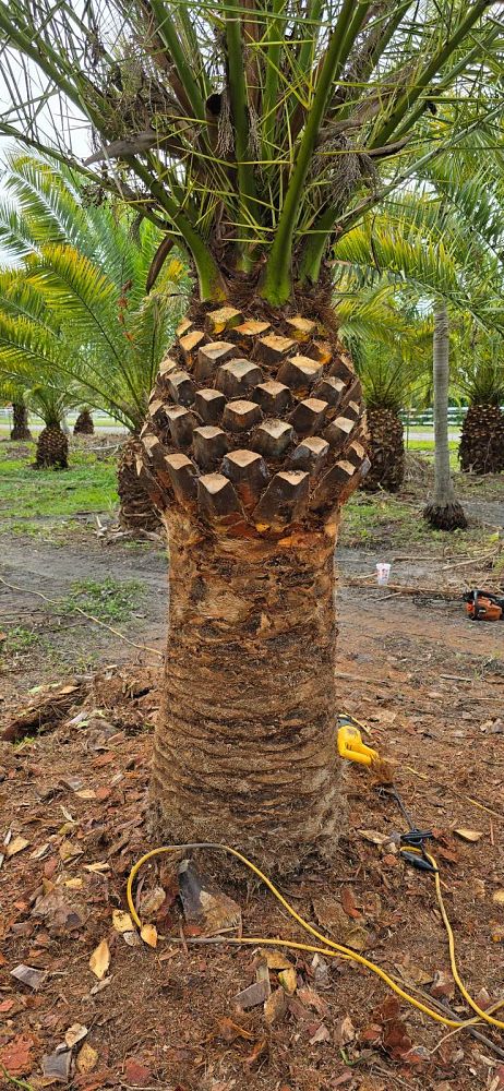 phoenix-canariensis-canary-island-date-palm-pineapple-palm