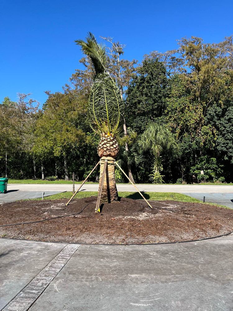 phoenix-canariensis-canary-island-date-palm-pineapple-palm