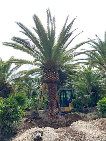 phoenix-canariensis-canary-island-date-palm-pineapple-palm