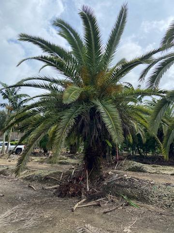 phoenix-canariensis-canary-island-date-palm-pineapple-palm