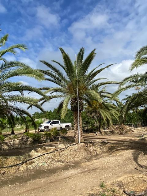phoenix-canariensis-canary-island-date-palm-pineapple-palm
