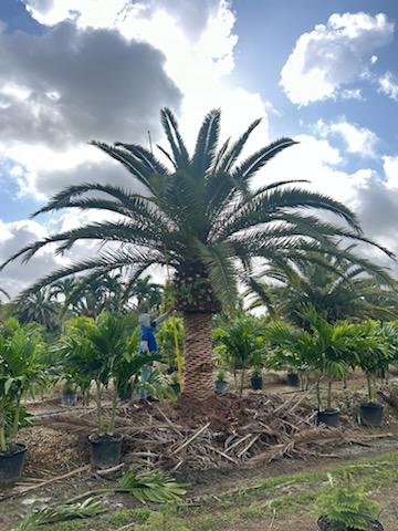 phoenix-canariensis-canary-island-date-palm-pineapple-palm