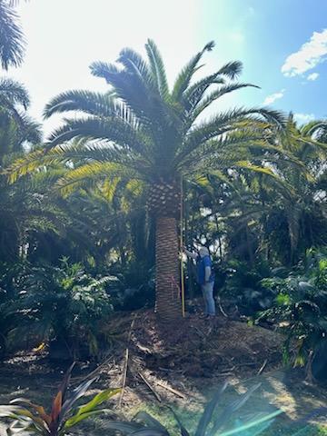 phoenix-canariensis-canary-island-date-palm-pineapple-palm