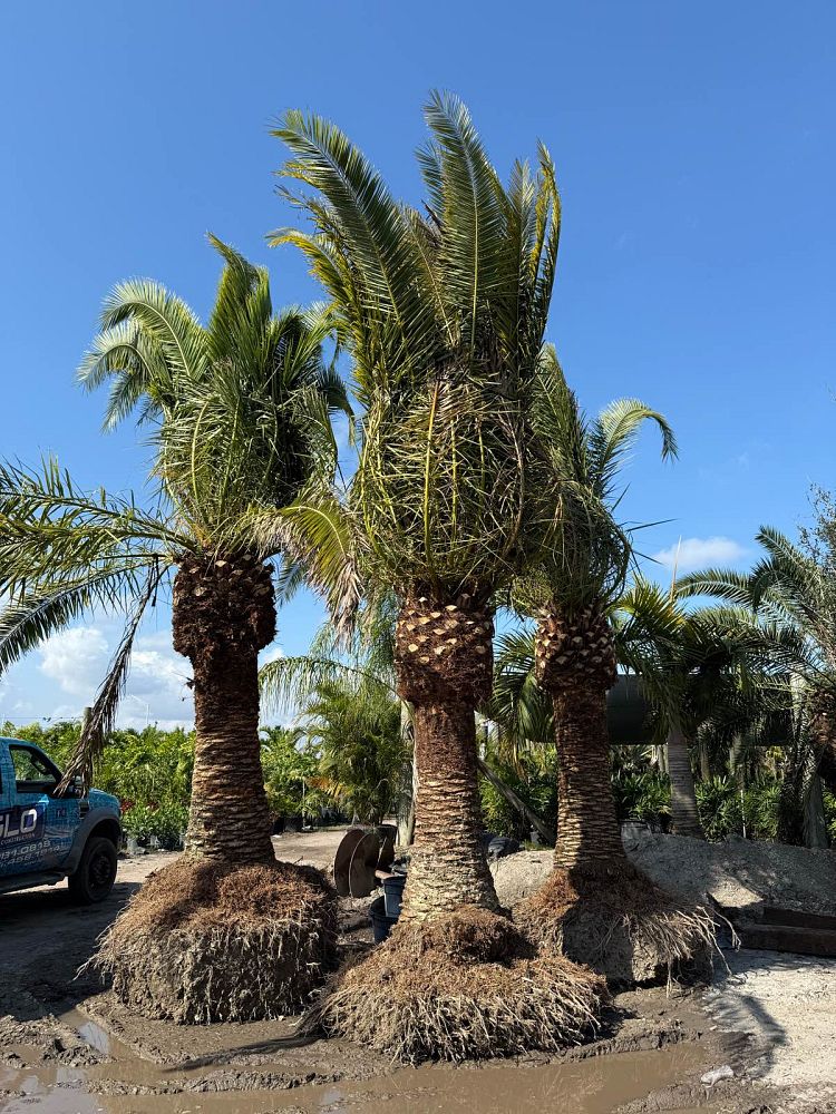 phoenix-canariensis-canary-island-date-palm-pineapple-palm