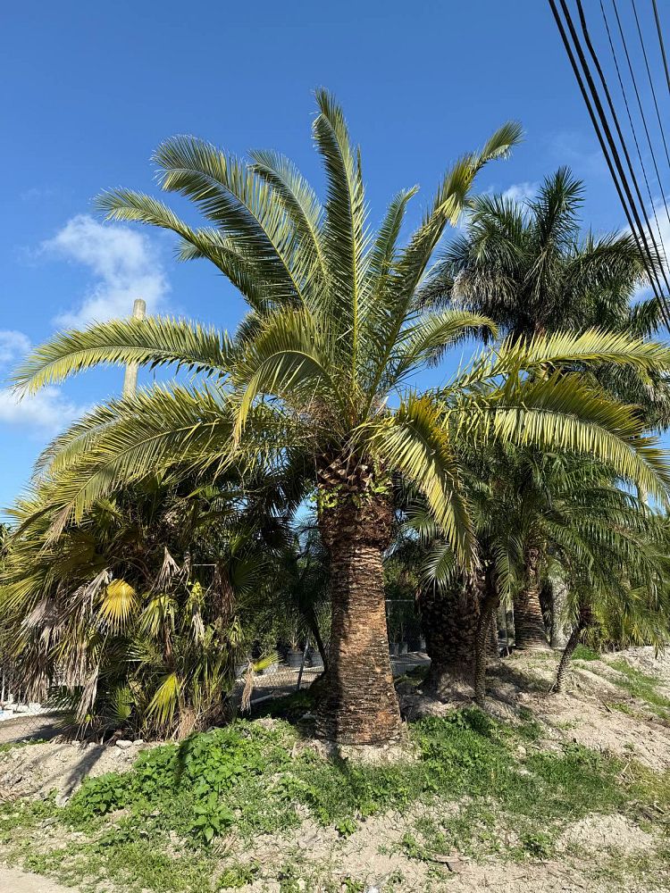 phoenix-canariensis-canary-island-date-palm-pineapple-palm
