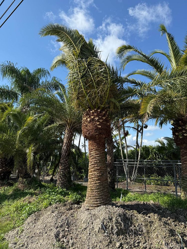 phoenix-canariensis-canary-island-date-palm-pineapple-palm