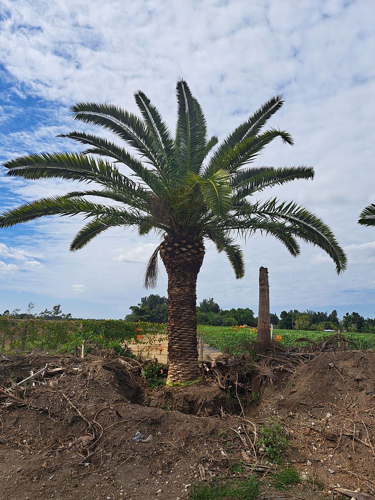 phoenix-canariensis-canary-island-date-palm-pineapple-palm