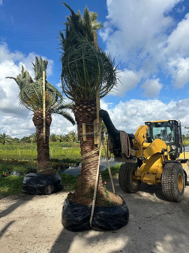 phoenix-canariensis-canary-island-date-palm-pineapple-palm