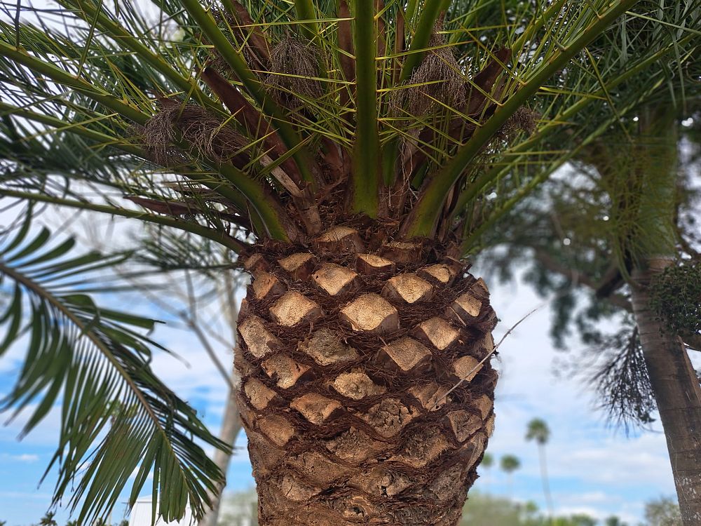 phoenix-canariensis-canary-island-date-palm-pineapple-palm