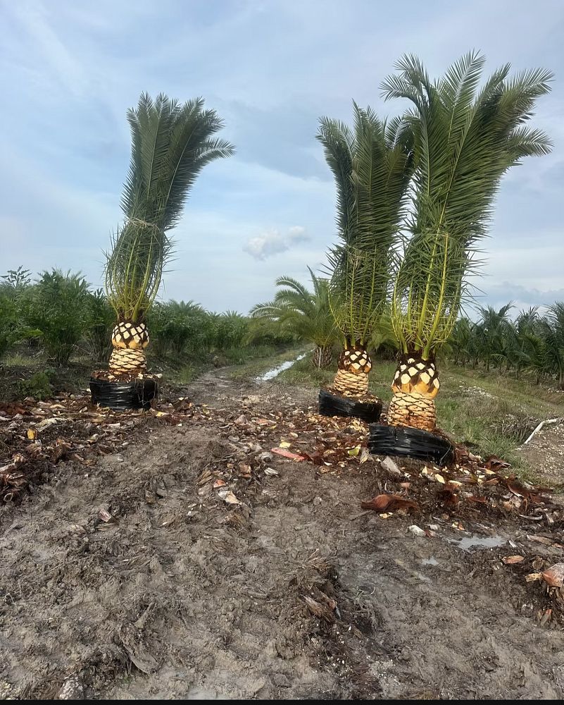 phoenix-canariensis-canary-island-date-palm-pineapple-palm