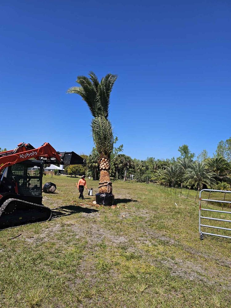 phoenix-canariensis-canary-island-date-palm-pineapple-palm