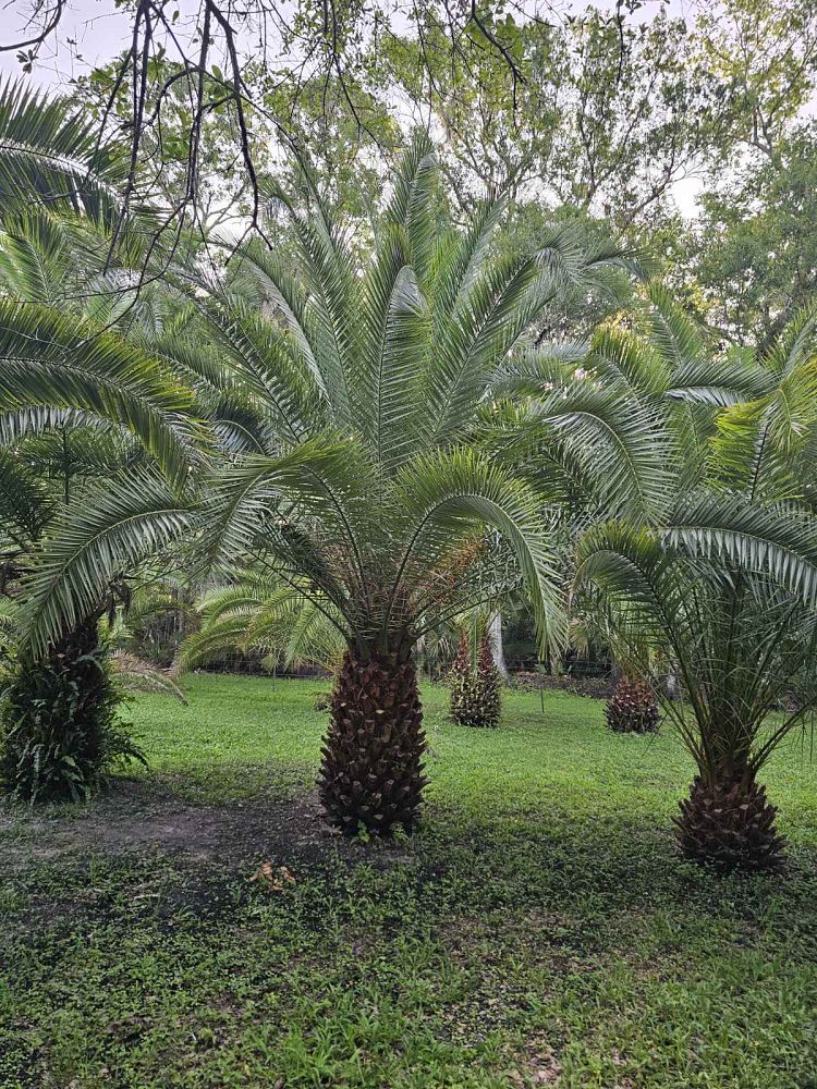 phoenix-canariensis-canary-island-date-palm-pineapple-palm