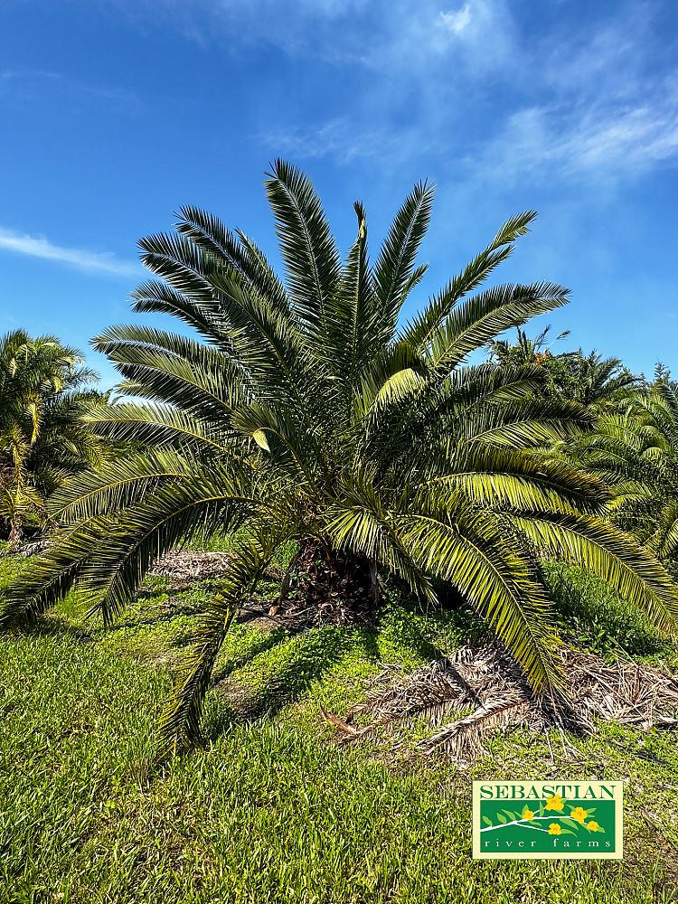 phoenix-canariensis-canary-island-date-palm-pineapple-palm