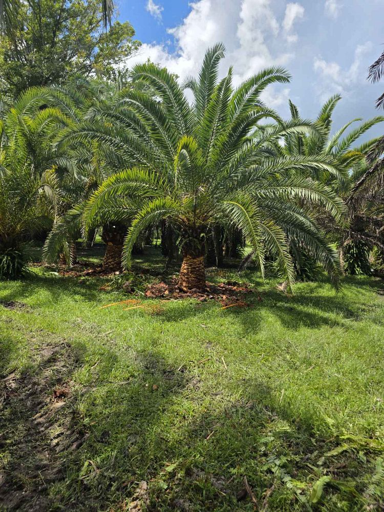phoenix-canariensis-canary-island-date-palm-pineapple-palm