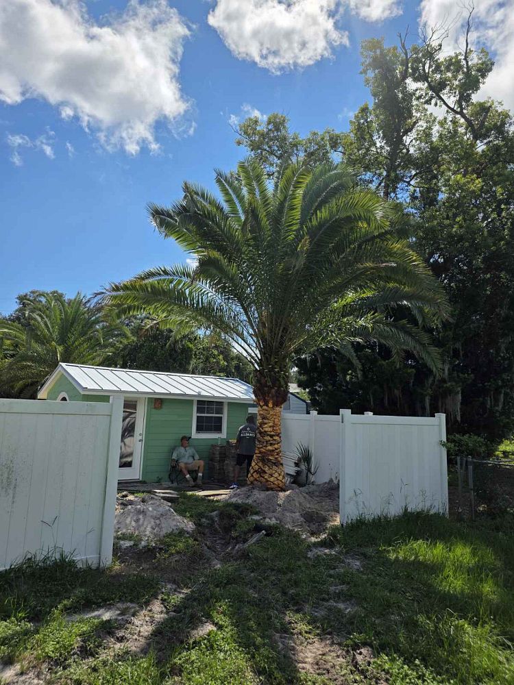 phoenix-canariensis-canary-island-date-palm-pineapple-palm