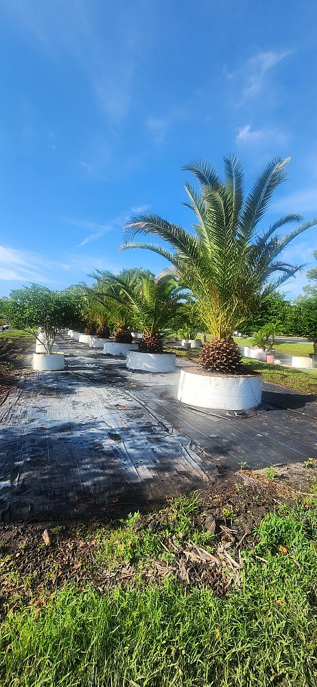 phoenix-canariensis-canary-island-date-palm-pineapple-palm