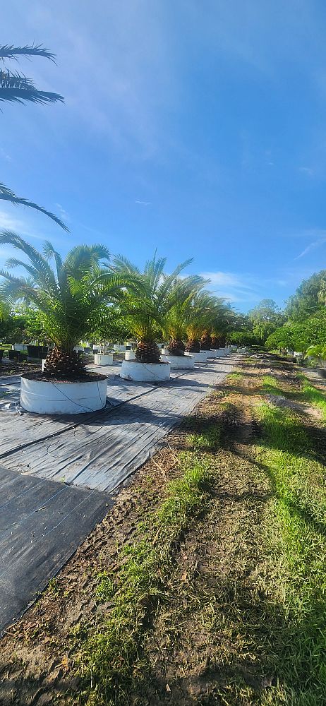 phoenix-canariensis-canary-island-date-palm-pineapple-palm