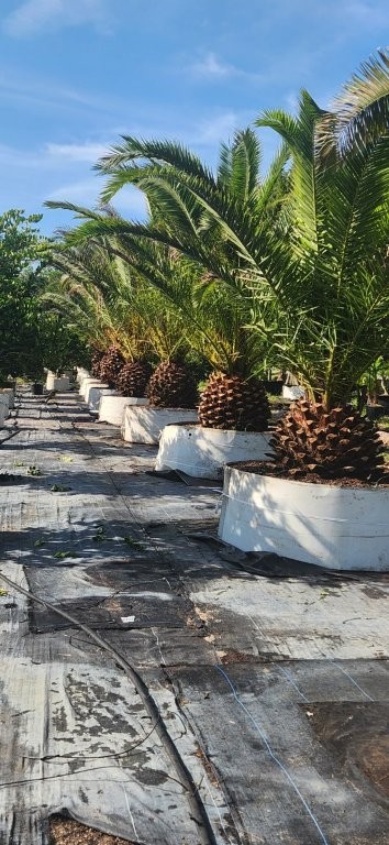 phoenix-canariensis-canary-island-date-palm-pineapple-palm