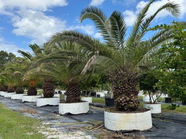 phoenix-canariensis-canary-island-date-palm-pineapple-palm