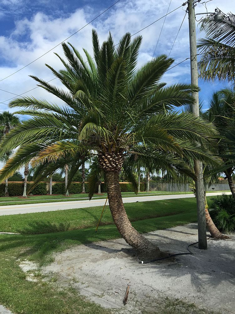 phoenix-canariensis-x-roebelenii-date-palm-hybrid-canary-x-roebelenii