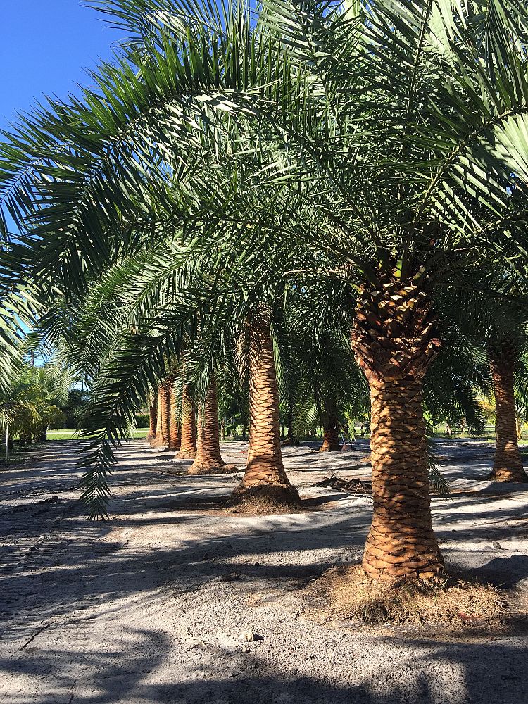 phoenix-canariensis-x-roebelenii-date-palm-hybrid-canary-x-roebelenii