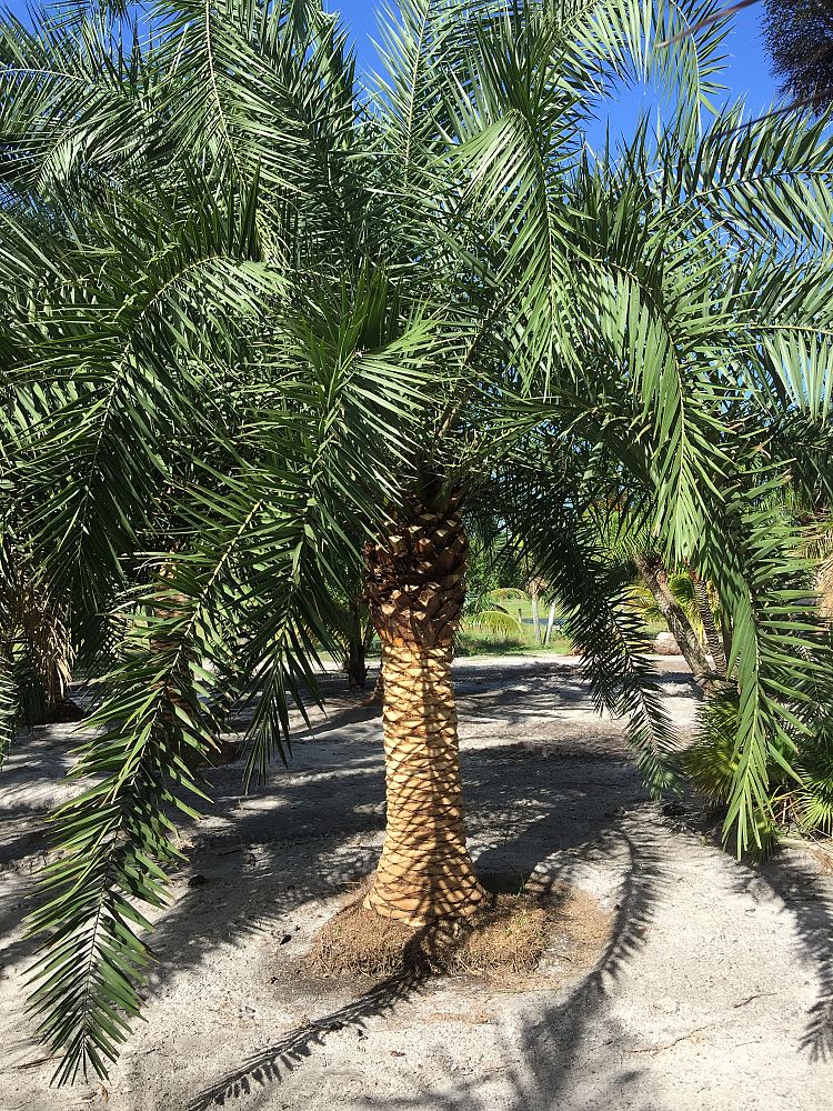 phoenix-canariensis-x-roebelenii-date-palm-hybrid-canary-x-roebelenii